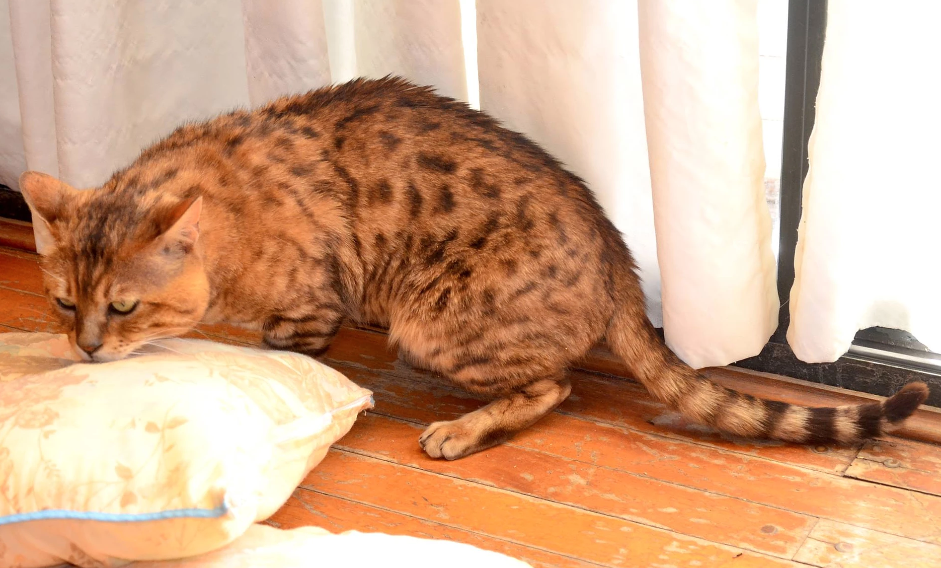 Captura de Pantalla 2021-04-16 a la(s) 15.49.20